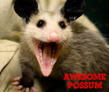 Awesome Possum logo on RaceRaves