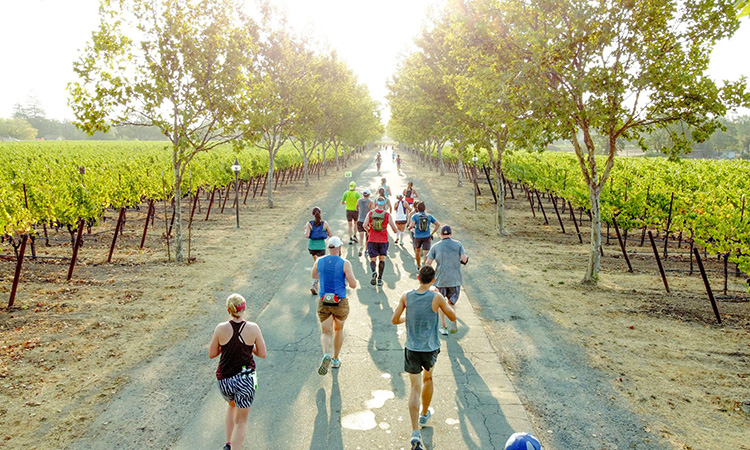 Runners pass vineyards at the Santa Rosa Marathon