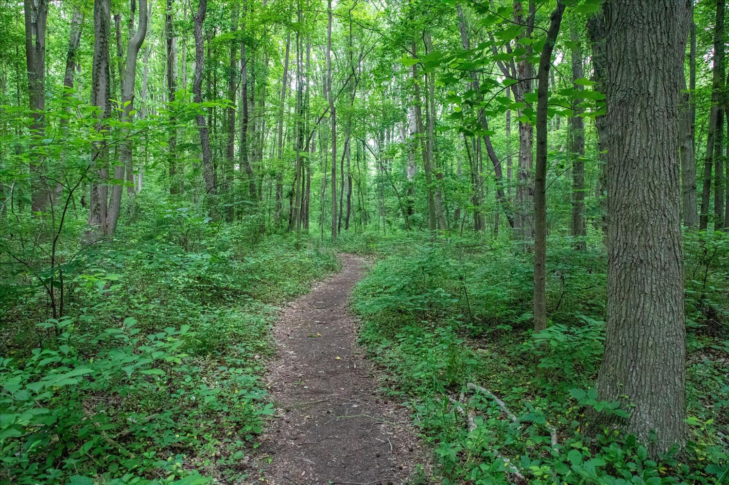 Delaware Trail Fest logo on RaceRaves